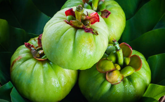 Beyond Weight Management: The lesser-known health benefits of garcinia cambogia - Fytika Healthcare Products