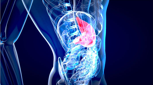 World Liver Day: A Call to Action for Liver Health, Celebrating the Unsung Hero of the Body. - Fytika Healthcare Products