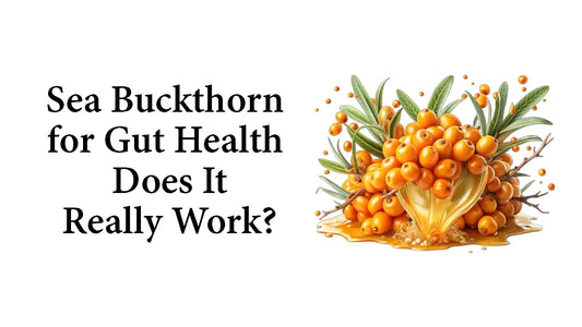 Sea buckthorn berries for gut health benefits and digestion support illustration