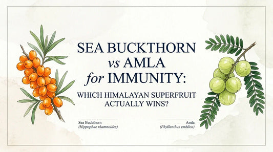 Illustration comparing Sea Buckthorn vs Amla for immunity, highlighting Himalayan superfruits rich in Vitamin C, antioxidants, and essential nutrients for immune health support.