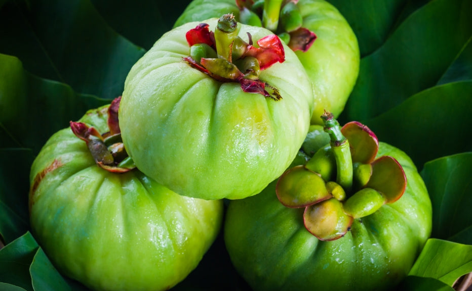 Beyond Weight Management: The lesser-known health benefits of garcinia cambogia - Fytika Healthcare Products