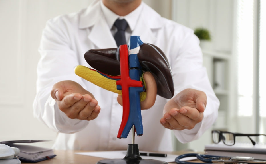 The Importance of Liver Health: Maintaining Overall Well-being