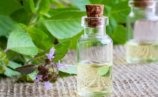 Embrace Tulsi, Nature's Ultimate Anti-Aging Secret for Your Skin!